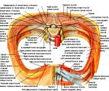 Anatomie: thorax,borstwand,ribben,costae,borst, mamma,pectoralis major,pectorals,axallaris,subcluvia,serratus,scapularis,sternum,scapula,aureola,nipple,tepel.